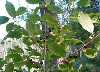 Buckthorn twigs with green and black berries