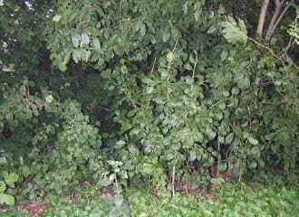 Dense buckthorn shrub forming a thicket