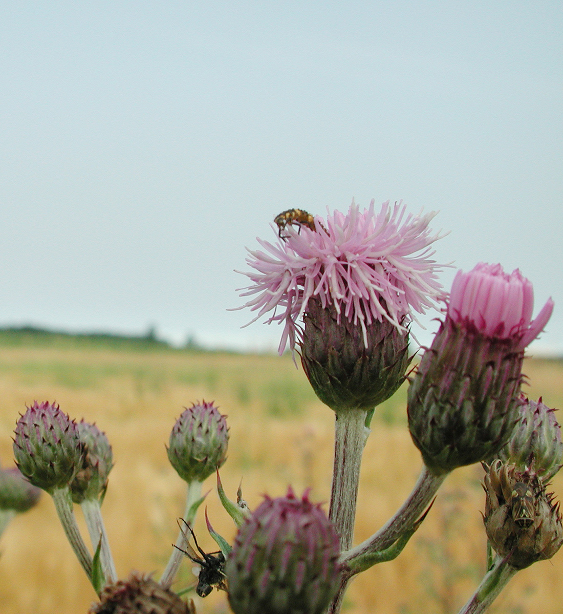 Clusters of small pinkish-purple Canada thistle flower heads