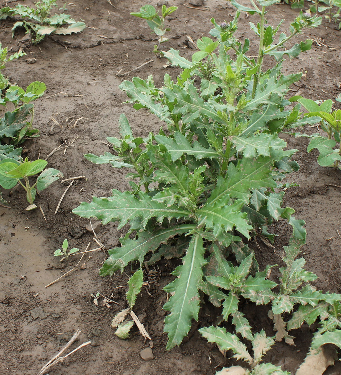 Tall pre-flowering Canada thistle plant