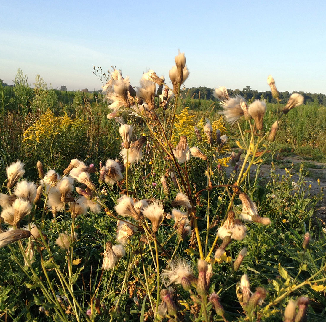 Canada thistle seed head with white feathery fluff