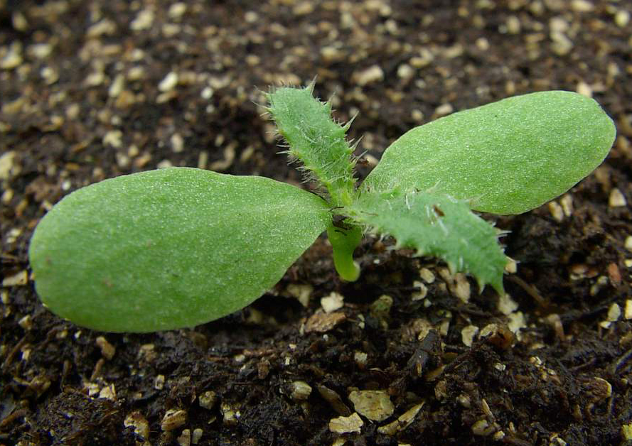 Canada thistle seedling with thick oval seed-leaves