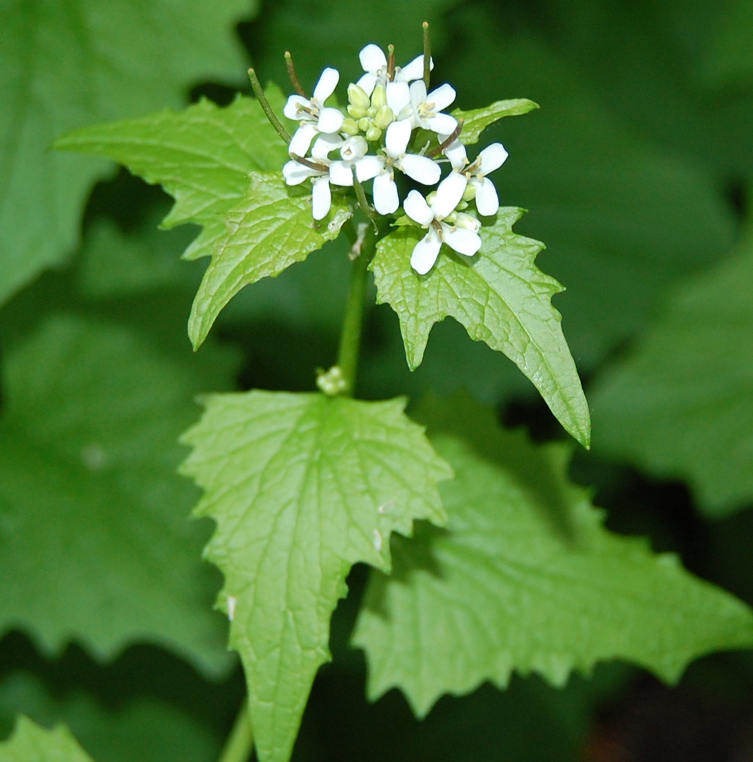 Garlic mustard white flowers with slender seed pods