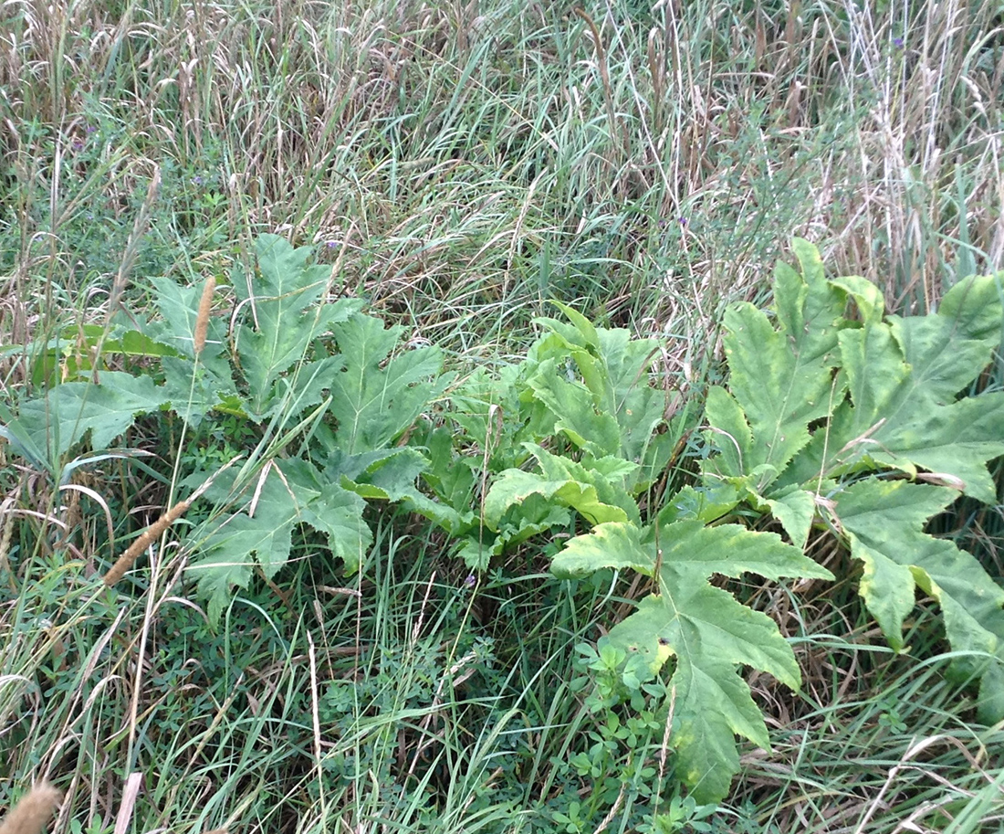 Large giant hogweed rosette leaves