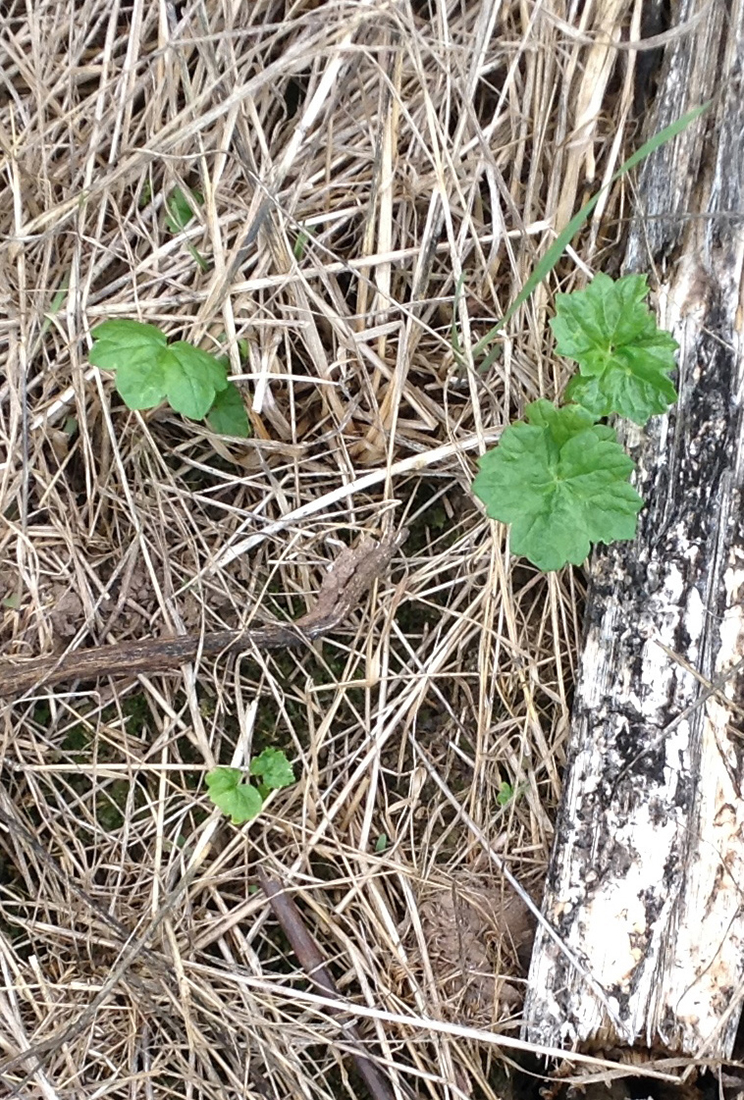 Giant hogweed seedling beside a mature stalk
