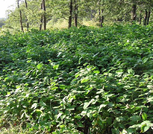 Dense Japanese knotweed thicket