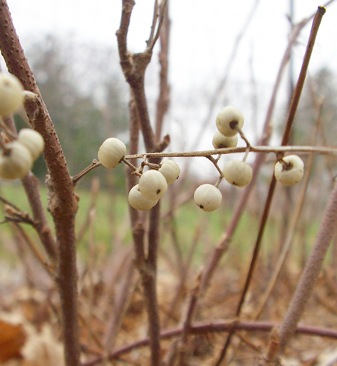 Round greenish-white poison ivy berries