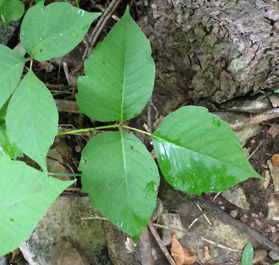 Poison ivy compound leaf with three leaflets
