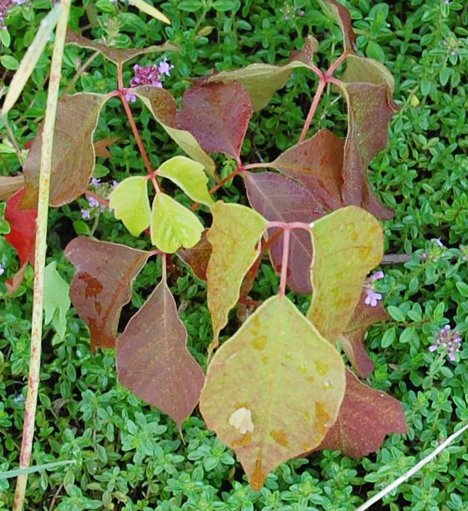 Reddish glossy new poison ivy leaves in threes