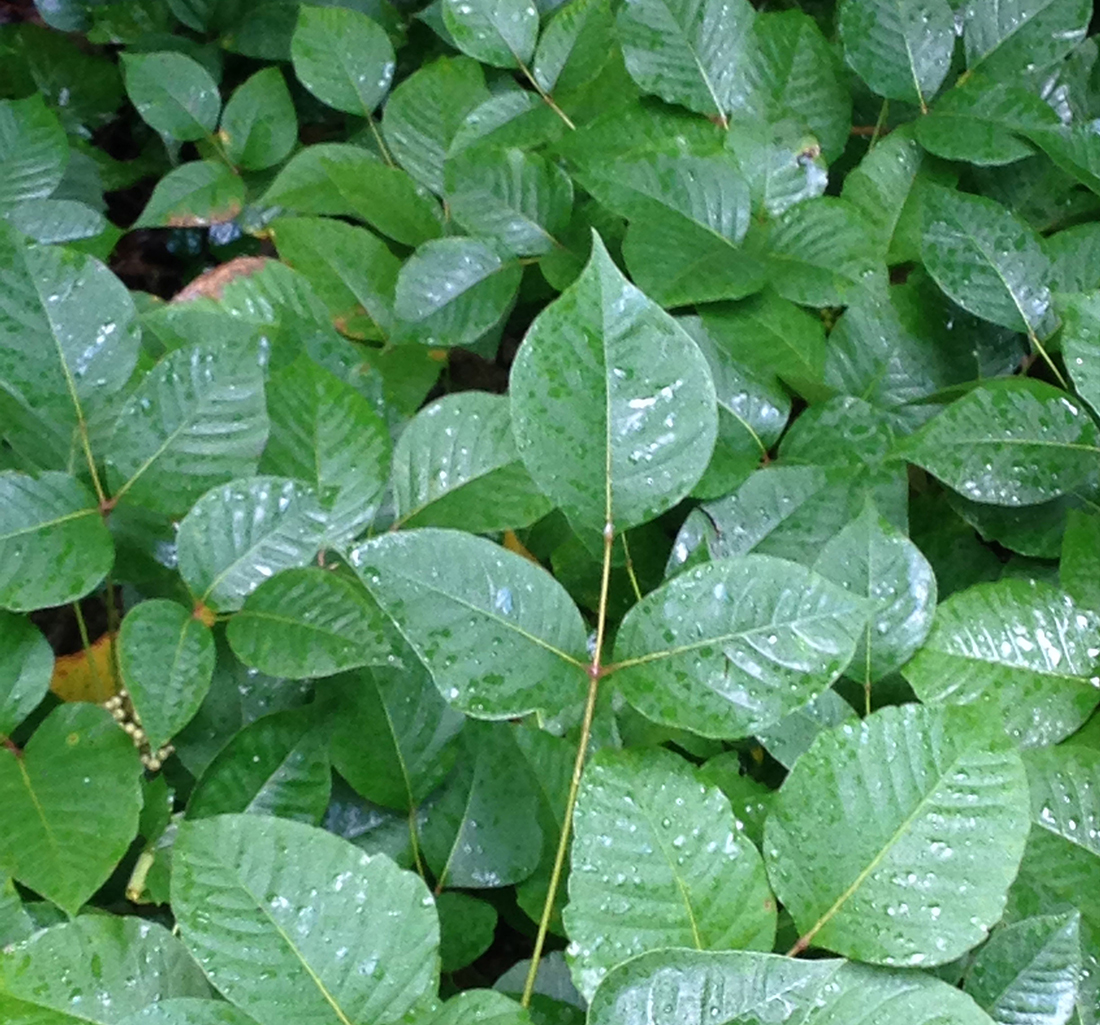 Cluster of poison ivy plants along a woodlot edge