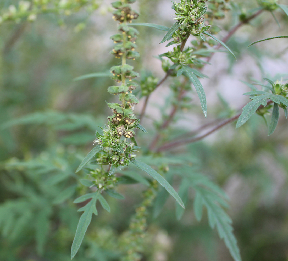Ragweed female seed flowers in the leaf axils