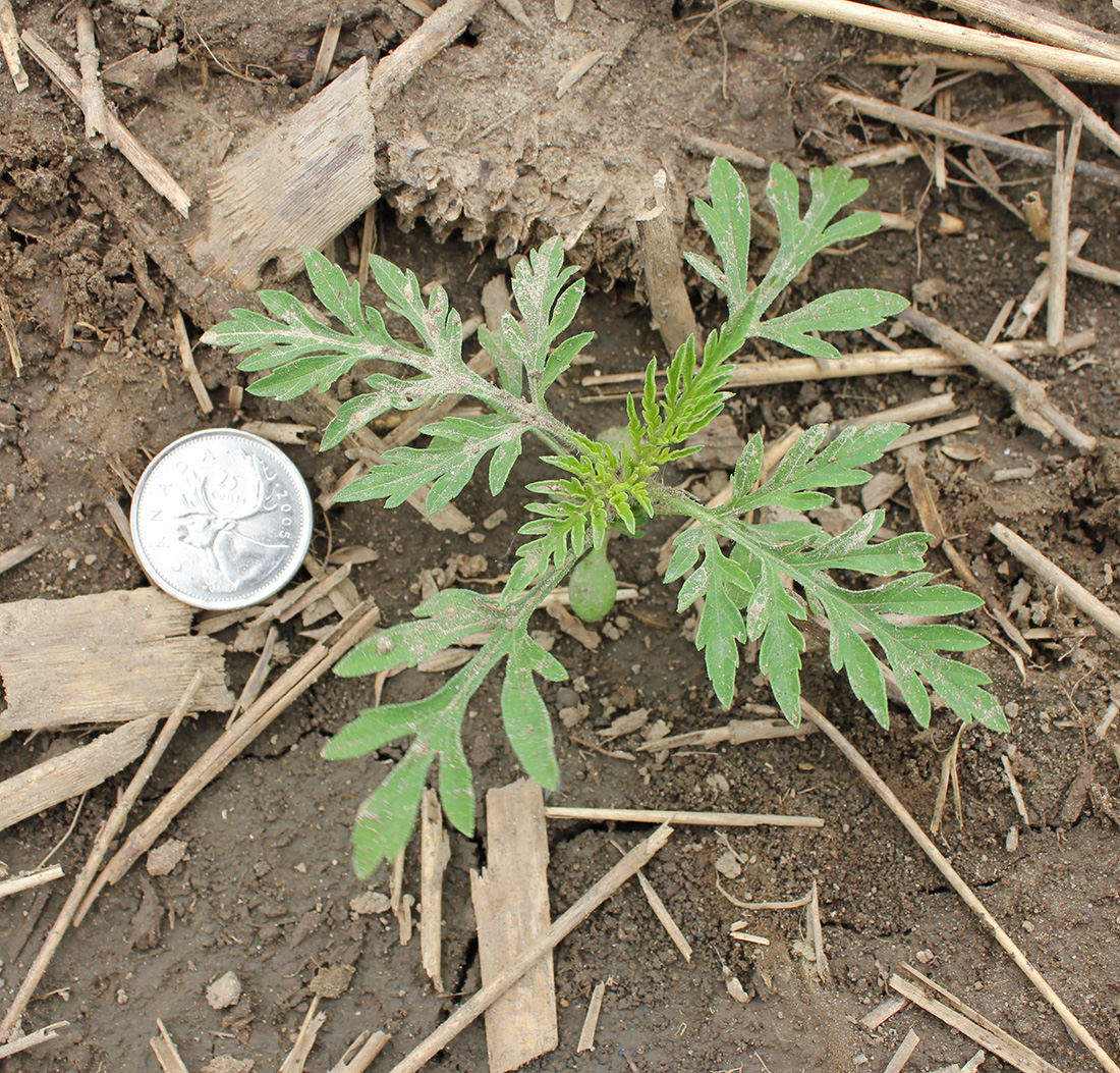 Common ragweed plant with deeply divided fern-like leaves