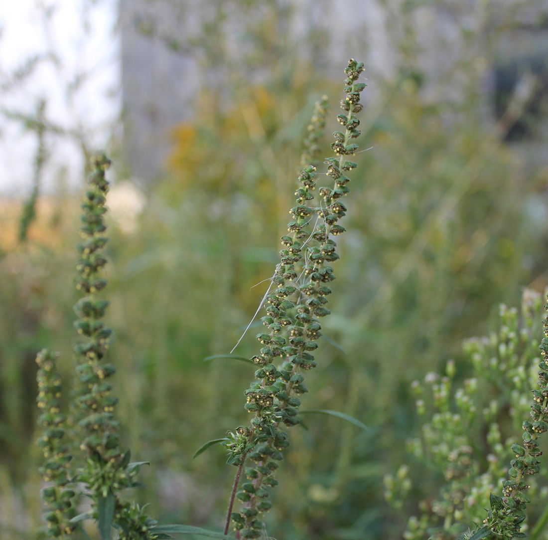 Upright green ragweed male flower spikes